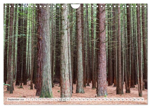 Produktbild: W&auml;lder der Welt (Wandkalender 2026 DIN A4 quer), CALVENDO Monatskalender