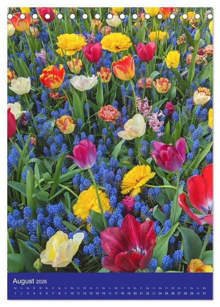 Produktbild: Tulpen. Bunter Fr&uuml;hling (Tischkalender 2026 DIN A5 hoch), CALVENDO Monatskalender