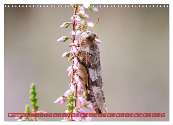 Produktbild: Naturpark Niederlausitzer Heidelandschaft - Heidebl&uuml;te (Wandkalender 2026 DIN A3 quer), CALVENDO Monatskalender