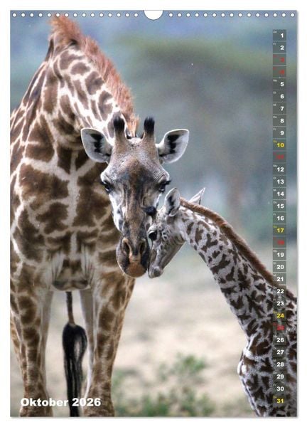 Produktbild: Giraffen - Anmut und Sanftheit (Wandkalender 2026 DIN A3 hoch), CALVENDO Monatskalender