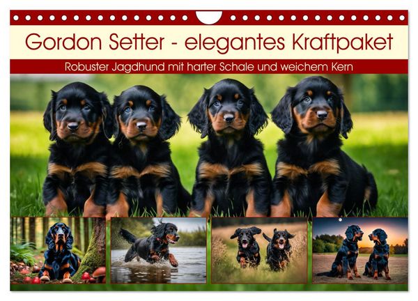 Produktbild: Gordon Setter - elegantes Kraftpaket (Wandkalender 2026 DIN A4 quer), CALVENDO Monatskalender