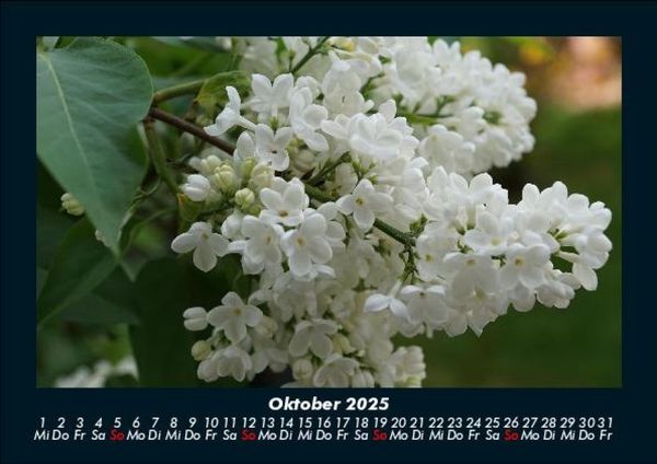 Produktbild: Blumenträume 2025 Fotokalender DIN A5