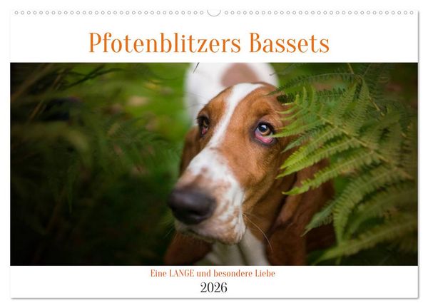 Produktbild: Der Basset, eine LANGE und besondere Liebe (Wandkalender 2026 DIN A2 quer), CALVENDO Monatskalender