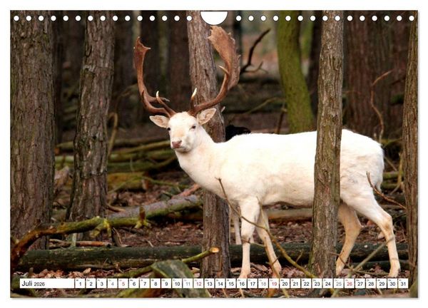 Produktbild: Der Damhirsch - Der Schaufeltr&auml;ger des Waldes (Wandkalender 2026 DIN A4 quer), CALVENDO Monatskalender