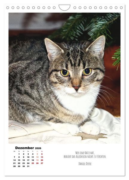Produktbild: Stubentiger im Portrait (Wandkalender 2026 DIN A4 hoch), CALVENDO Monatskalender