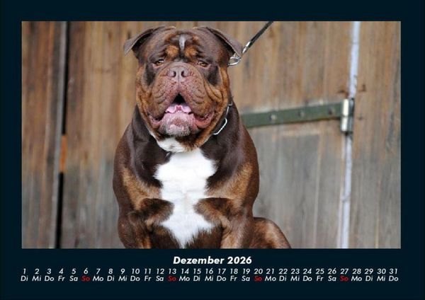 Produktbild: Hundezauber 2026 Fotokalender DIN A4