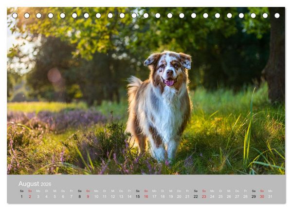 Produktbild: Australian Shepherd 2026 (Tischkalender 2026 DIN A5 quer), CALVENDO Monatskalender