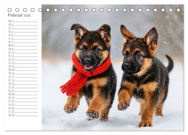 Produktbild: Sch&auml;ferhundliebe - Deine t&auml;gliche Dosis Welpenfreude &ndash; ganz ohne Gassi. (Tischkalender 2026 DIN A5 quer), CALVENDO Monatskalender