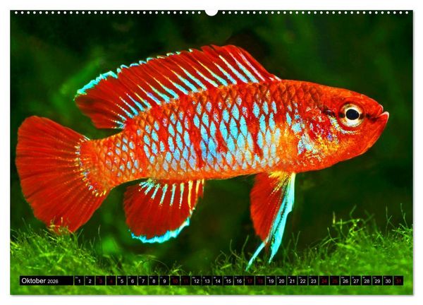Produktbild: Beliebte Fische der Welt (Wandkalender 2026 DIN A2 quer), CALVENDO Monatskalender