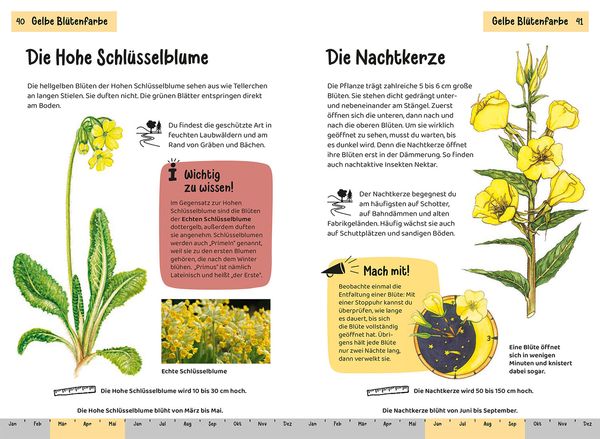 Produktbild: Was bl&uuml;ht denn da? Kindernaturf&uuml;hrer