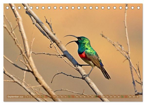 Produktbild: V&ouml;gel in Afrika - Magie der Farben (Tischkalender 2026 DIN A5 quer), CALVENDO Monatskalender