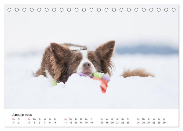 Produktbild: Border Collie - Bunt und clever! (Tischkalender 2026 DIN A5 quer), CALVENDO Monatskalender