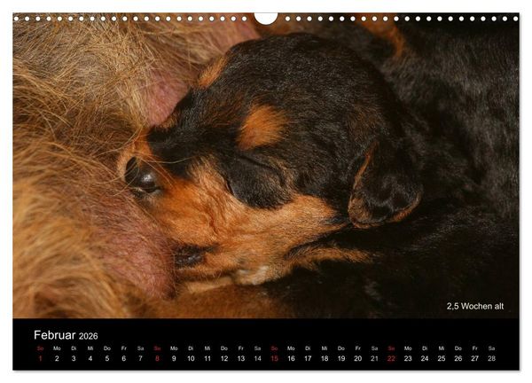 Produktbild: Airedale Terrier Welpen (Wandkalender 2026 DIN A3 quer), CALVENDO Monatskalender
