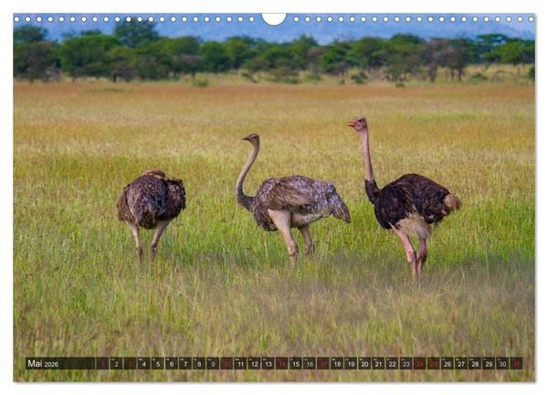 Produktbild: Abenteuer Tansania, Afrika (Wandkalender 2026 DIN A3 quer), CALVENDO Monatskalender