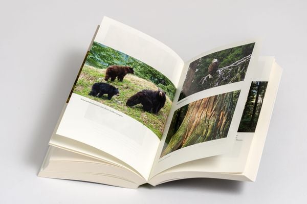 Produktbild: Die Weisheit der W&auml;lder