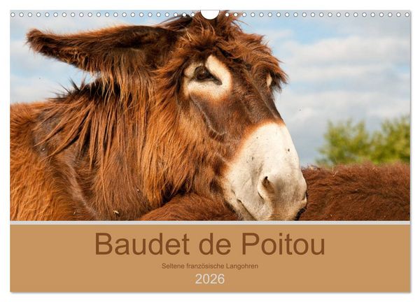 Produktbild: Baudet de Poitou - Seltene franz&ouml;sische Langohren (Wandkalender 2026 DIN A3 quer), CALVENDO Monatskalender