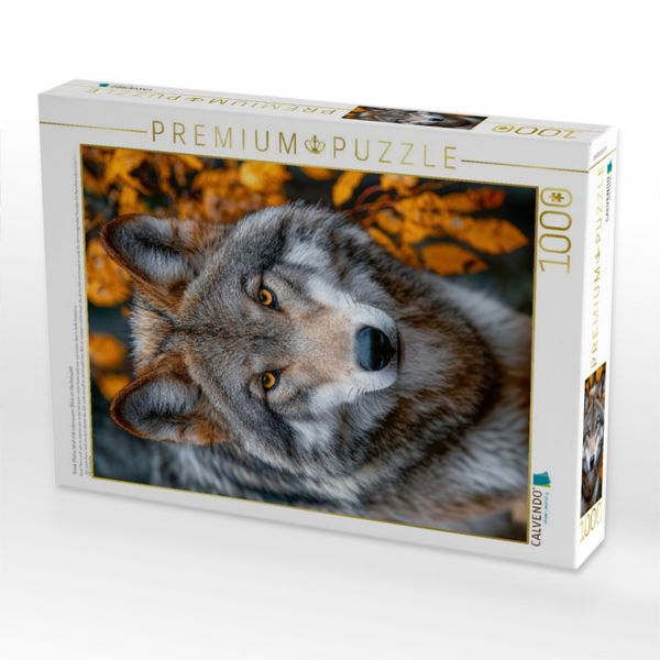 Produktbild: CALVENDO Puzzle Great Plains Wolf mit intensivem Blick im Herbstwald | 1000 Teile Lege-Gr&ouml;&szlig;e 64x48cm Foto-Puzzle f&uuml;r gl&uuml;ckliche Stunden