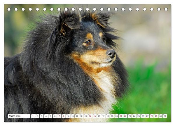 Produktbild: Sheltie - Ein St&uuml;ck vom Gl&uuml;ck (Tischkalender 2026 DIN A5 quer), CALVENDO Monatskalender