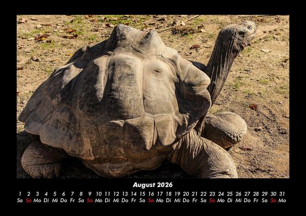 Produktbild: Schildkr&ouml;tenzauber 2026 Fotokalender DIN A3