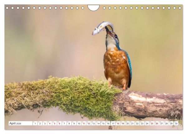 Produktbild: Der blaue Diamant - Fotos vom Eisvogel (Wandkalender 2026 DIN A4 quer), CALVENDO Monatskalender
