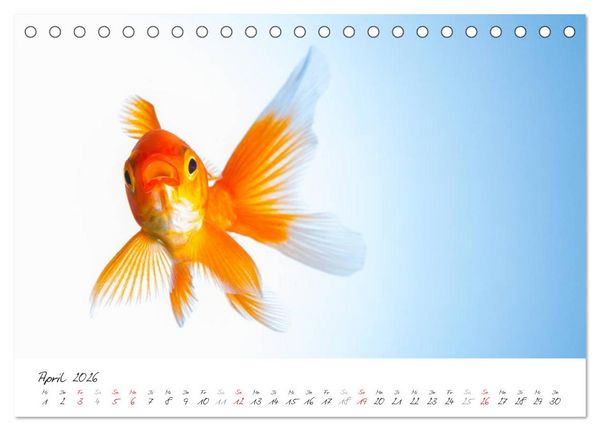 Produktbild: Goldy - mein Goldfisch (Tischkalender 2026 DIN A5 quer), CALVENDO Monatskalender