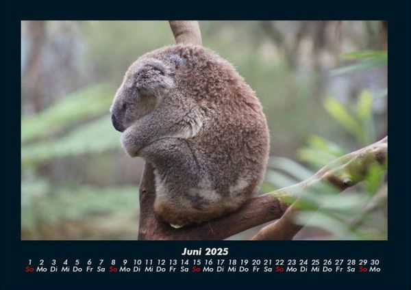 Produktbild: Koala 2025 Fotokalender DIN A4