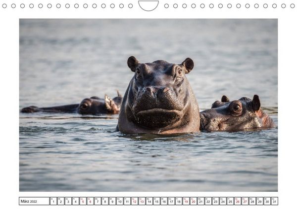 Produktbild: Wildlife - Tiere in Namibia (Wandkalender 2022 DIN A4 quer)