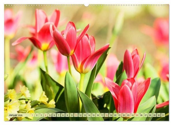 Produktbild: Tulpen. Zauberhafte Bl&uuml;tenpracht (Wandkalender 2026 DIN A2 quer), CALVENDO Monatskalender