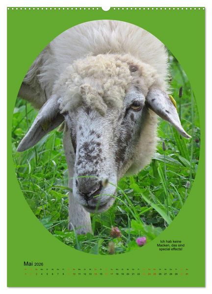 Produktbild: Scharfe Portraits (hochwertiger Premium Wandkalender 2026 DIN A2 hoch), Kunstdruck in Hochglanz