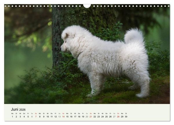 Produktbild: Kleine Samojeden - Eisb&auml;rchen Abenteuer im M&auml;rchenwald (Wandkalender 2026 DIN A3 quer), CALVENDO Monatskalender