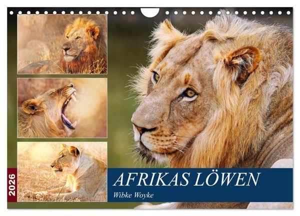 Produktbild: Afrikas L&ouml;wen 2026 (Wandkalender 2026 DIN A4 quer), CALVENDO Monatskalender