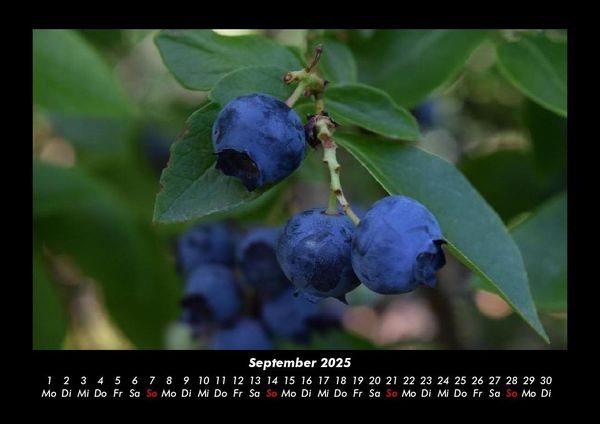 Produktbild: Obstkalender 2025 Fotokalender DIN A3
