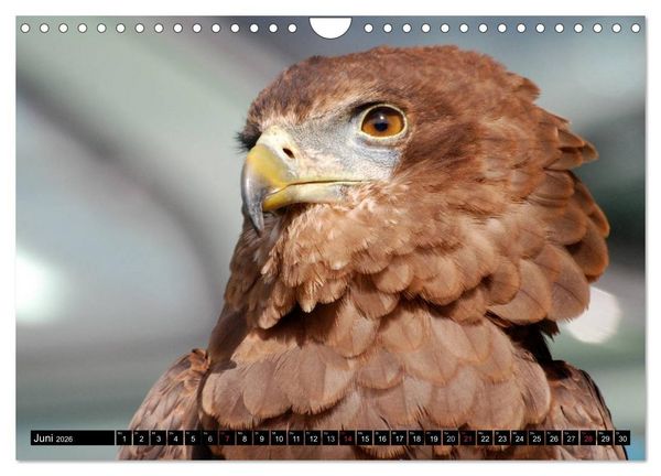 Produktbild: Adler und Greife - K&ouml;nige des Himmels (Wandkalender 2026 DIN A4 quer), CALVENDO Monatskalender