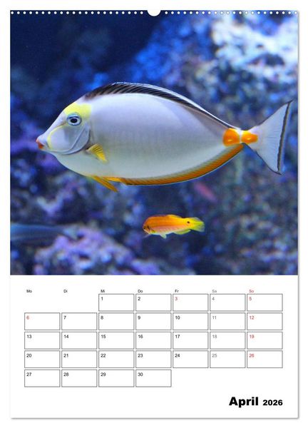 Produktbild: Zauberwelt. Fische, Korallen und Co. (Wandkalender 2026 DIN A2 hoch), CALVENDO Monatskalender