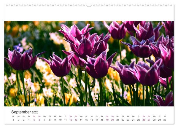 Produktbild: Zauberhafte Tulpen (Wandkalender 2026 DIN A2 quer), CALVENDO Monatskalender