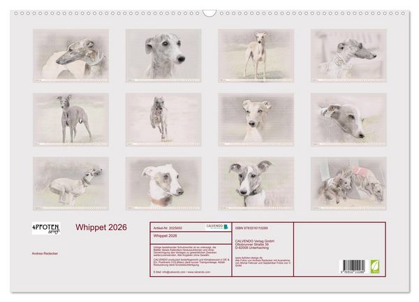 Produktbild: Whippet 2026 (Wandkalender 2026 DIN A2 quer), CALVENDO Monatskalender