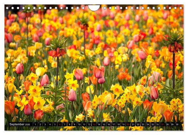 Produktbild: Tulpen (Wandkalender 2026 DIN A4 quer), CALVENDO Monatskalender