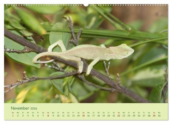 Produktbild: Augenblicke der Cham&auml;leons (hochwertiger Premium Wandkalender 2026 DIN A2 quer), Kunstdruck in Hochglanz