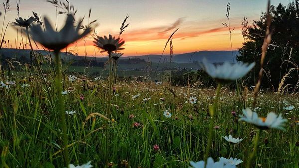 Produktbild: DIE WIESE - Ein Paradies nebenan