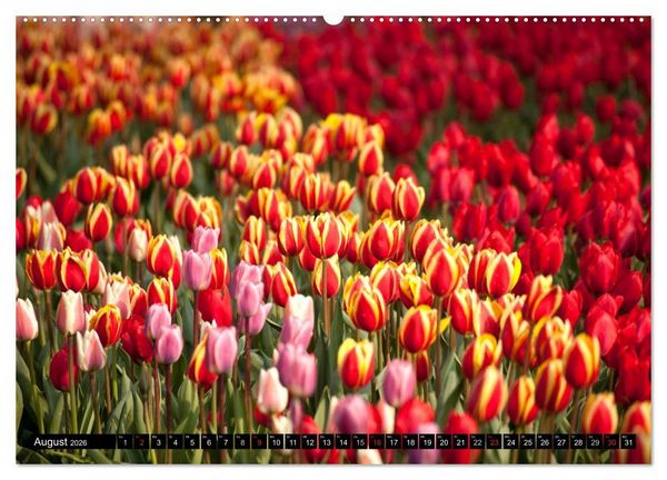Produktbild: Tulpen (hochwertiger Premium Wandkalender 2026 DIN A2 quer), Kunstdruck in Hochglanz