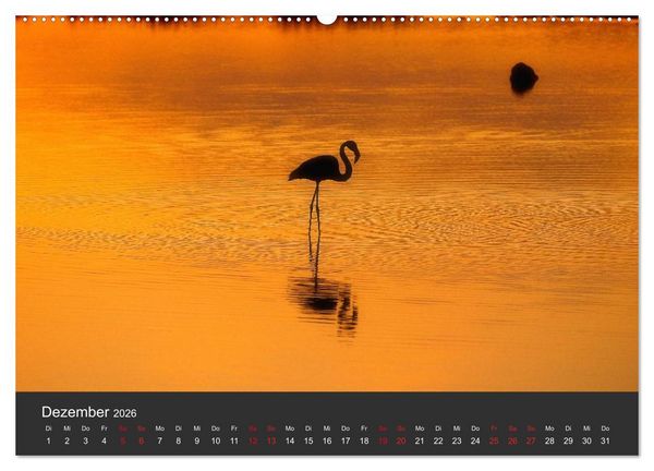 Produktbild: Pretty Flamingo (Wandkalender 2026 DIN A2 quer), CALVENDO Monatskalender