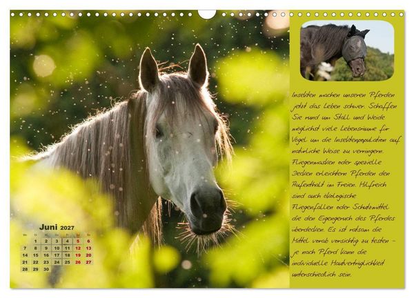 Produktbild: Pferdehaltung Tipps und Wissenswertes (Wandkalender 2027 DIN A3 quer), CALVENDO Monatskalender