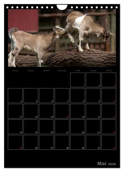 Produktbild: Zwergziegen (Wandkalender 2026 DIN A4 hoch), CALVENDO Monatskalender