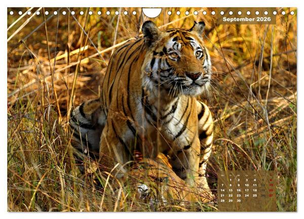 Produktbild: Wilde Tiere Indiens (Wandkalender 2026 DIN A4 quer), CALVENDO Monatskalender