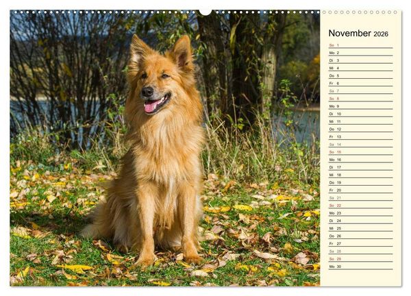 Produktbild: Altdeutsche H&uuml;tehunde - Fast vergessen (Wandkalender 2026 DIN A2 quer), CALVENDO Monatskalender
