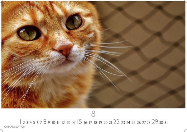 Produktbild: Funny Cats Kalender 2027 &ndash; Wandkalender | Fotokalender Tierkalender 35x50cm - Witziger Katzenkalender