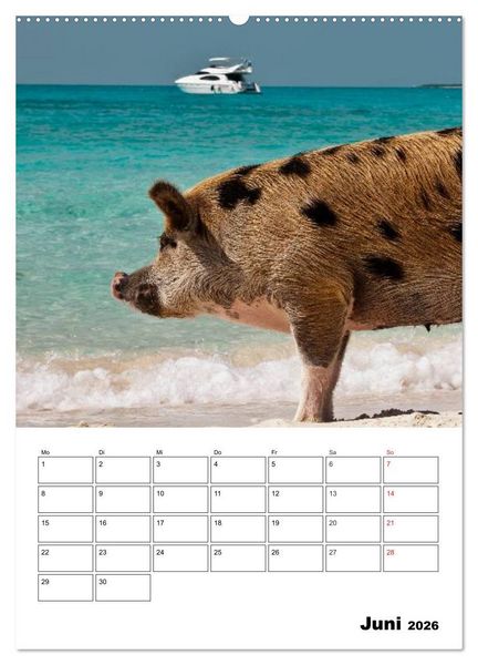 Produktbild: Schweine auf den Bahamas! (hochwertiger Premium Wandkalender 2026 DIN A2 hoch), Kunstdruck in Hochglanz