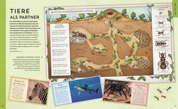 Produktbild: Welt-Entdecker. Naturwissenschaften