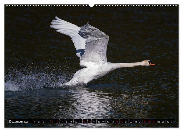 Produktbild: Die Eleganz der Schw&auml;ne (Wandkalender 2026 DIN A2 quer), CALVENDO Monatskalender