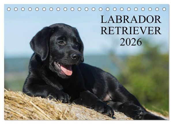 Produktbild: Labrador Retriever 2026 (Tischkalender 2026 DIN A5 quer), CALVENDO Monatskalender